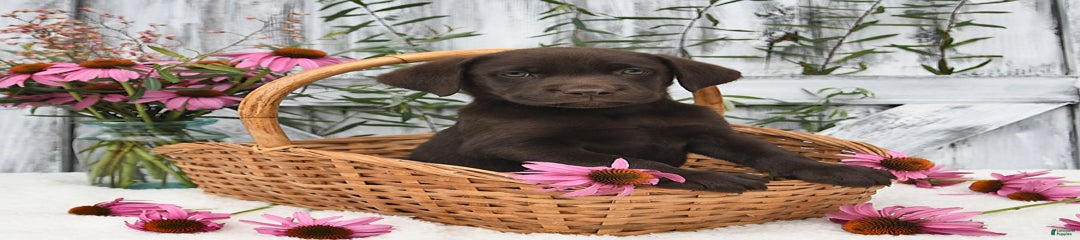 Fido