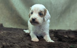 Cavapoo dogs for sale: Forky - Image 11