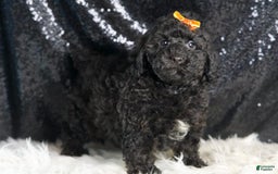Toy Poodle dogs for sale: Romeo - Image 5