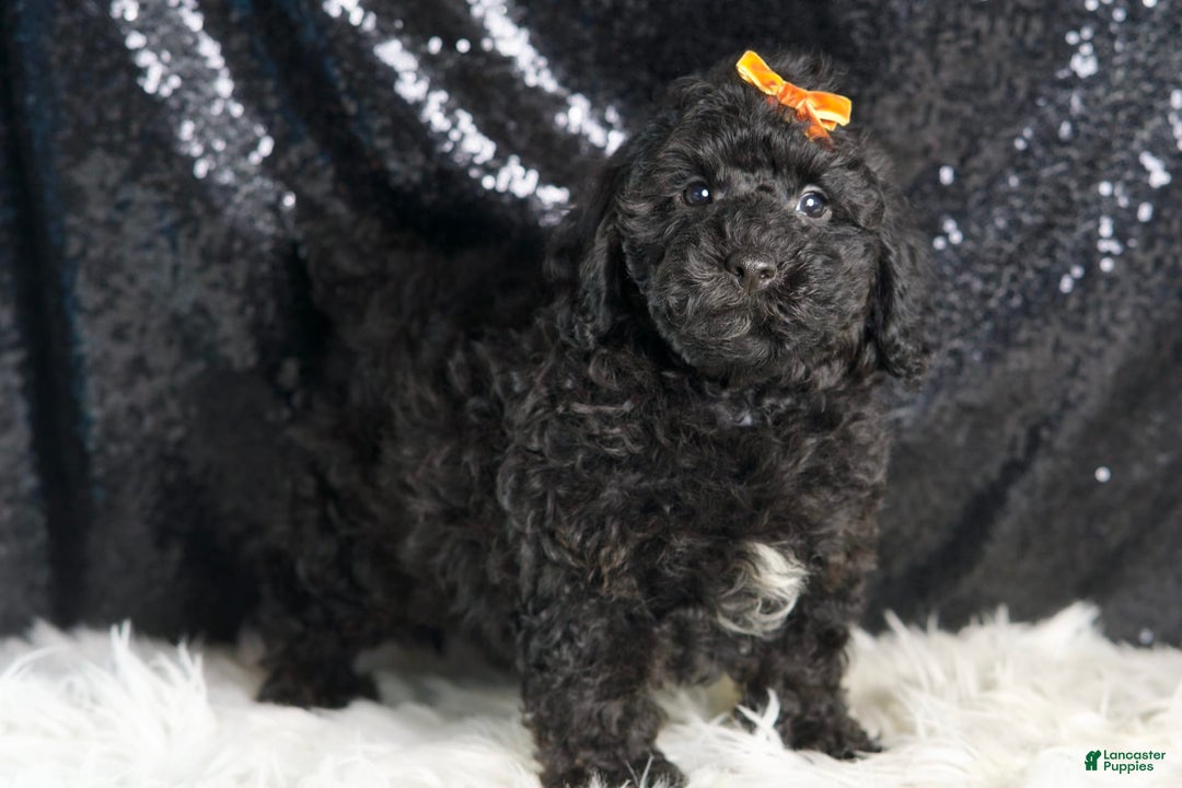 Toy Poodle dogs for sale: Romeo - Image 5