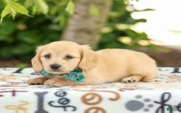 Miniature Dachshund dogs for sale: Trudy - Image 4