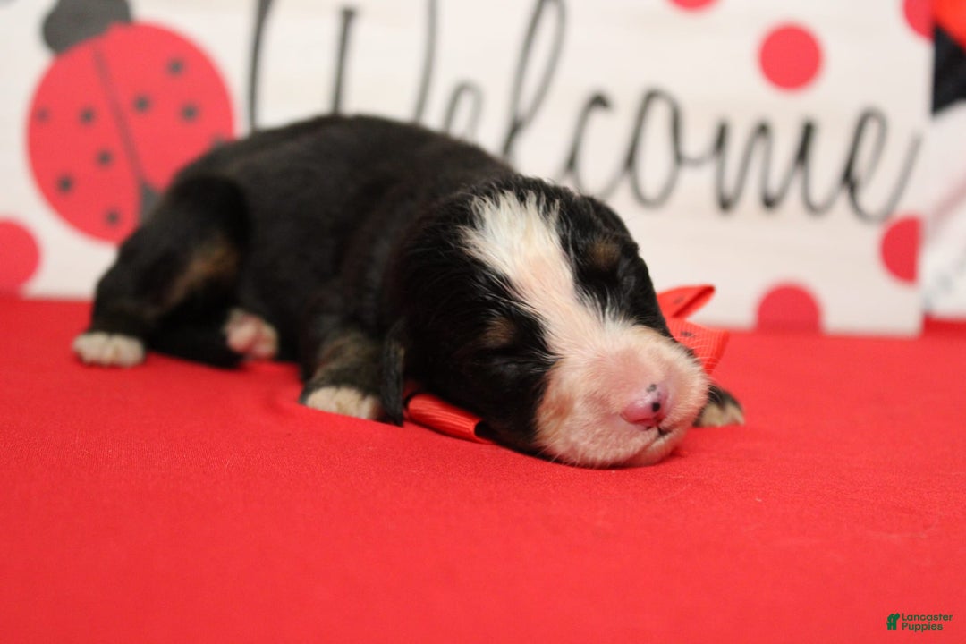 Bernese Mountain Dog dogs for sale: Cherrio - Image 2