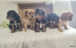 Cavalier King Charles Spaniel dogs for sale: Jay - Image 6