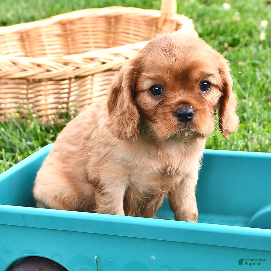 Cavalier King Charles Spaniel dogs for sale: Reba - Image 7