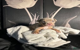 American Bully dogs for sale: Tweety Bird - Image 2