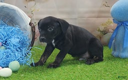 Catahoula Leopard Dog dogs for sale: Juliet 2025 M7 Catahoula puppy - Image 12