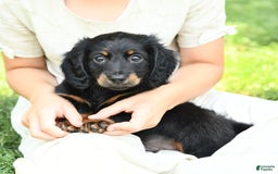 Dachshund dogs for sale: Arrow - Image 1