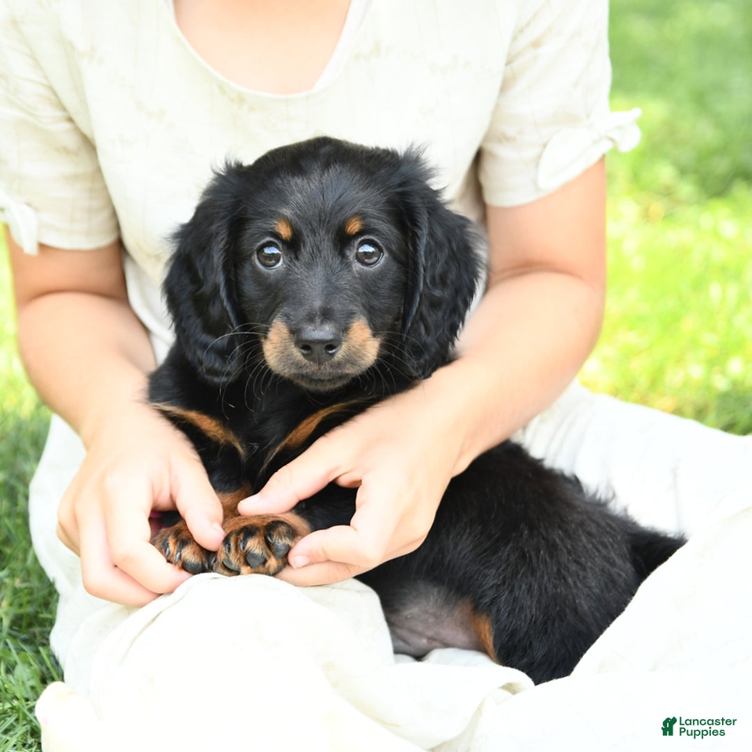 Dachshund dogs for sale: Arrow - Image 1