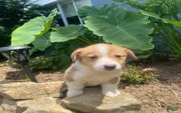 Welsh Corgi Pembroke dogs for sale: Pippy - Image 2