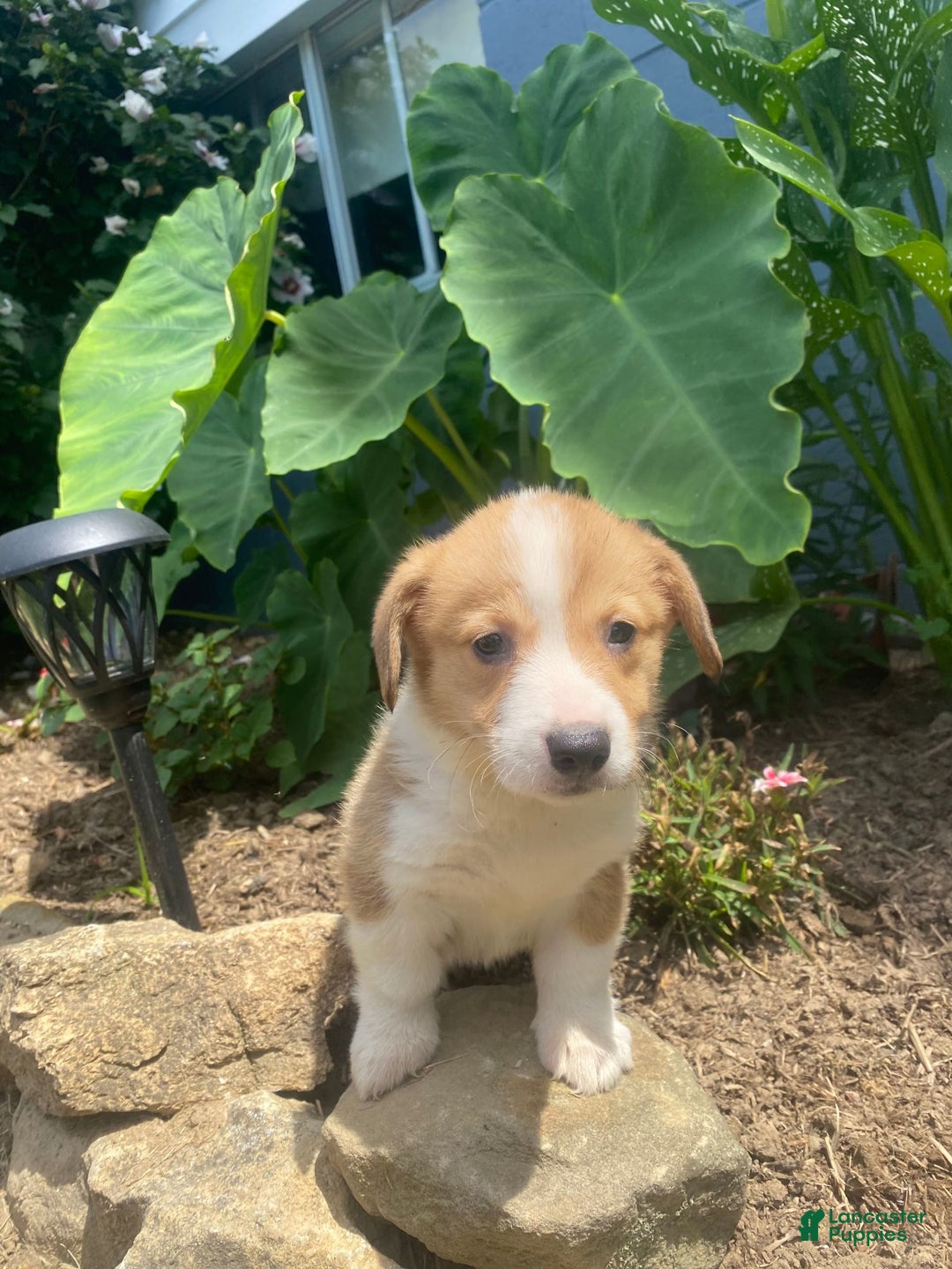 Welsh Corgi Pembroke dogs for sale: Pippy - Image 2