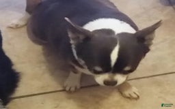 Chihuahua dogs for sale: Teacup Skittles - Image 10
