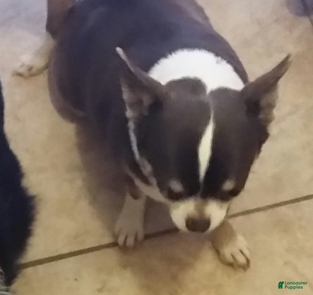 Chihuahua dogs for sale: Teacup Skittles - Image 10