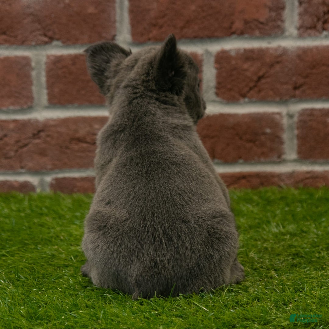 French Bulldog dogs for sale: Sara - Image 5