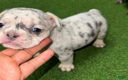 French Bulldog dogs for sale: No Name - Image 1