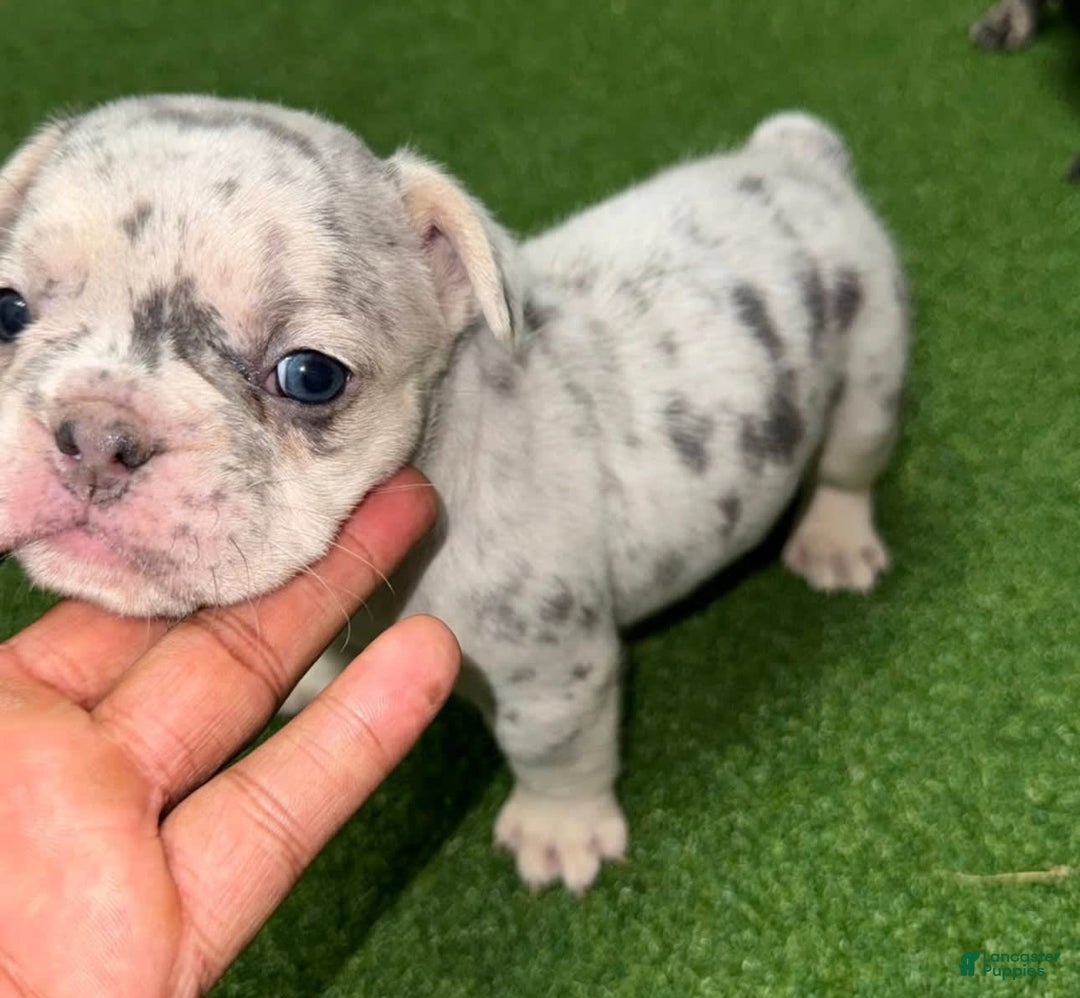 French Bulldog dogs for sale: No Name - Image 1