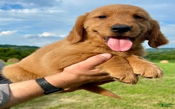 Golden Retriever dogs for sale: Clifford - Image 8