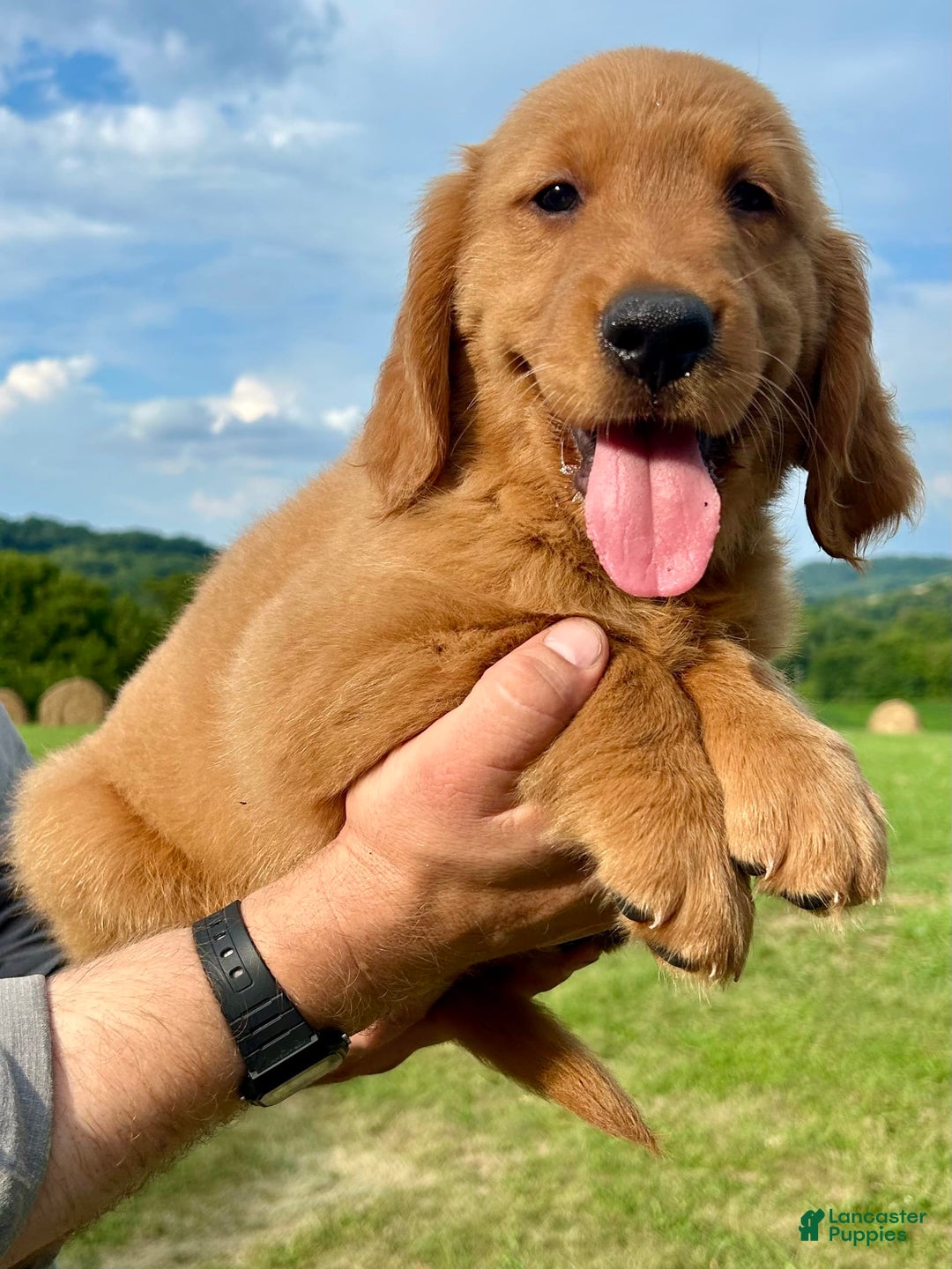 Golden Retriever dogs for sale: Clifford - Image 8