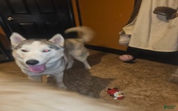 Siberian Husky dogs for sale: None - Image 3