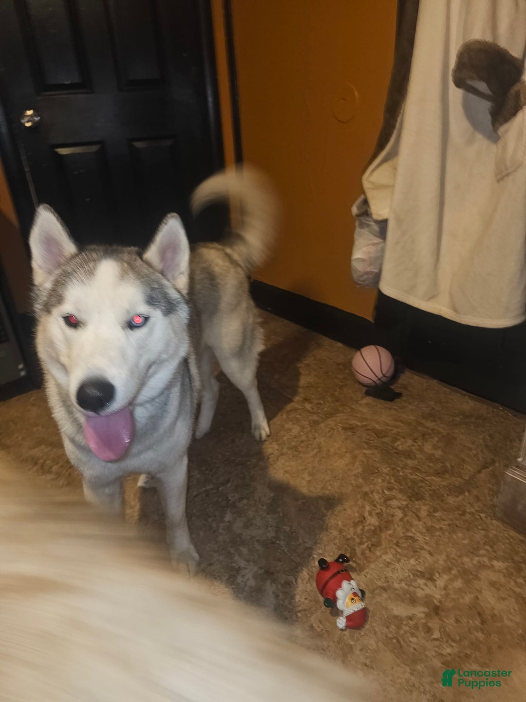 Siberian Husky dogs for sale: None - Image 3