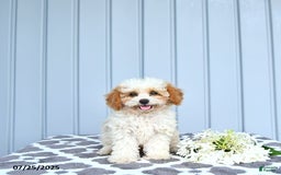 Toy Poodle dogs for sale: Karter - Image 7