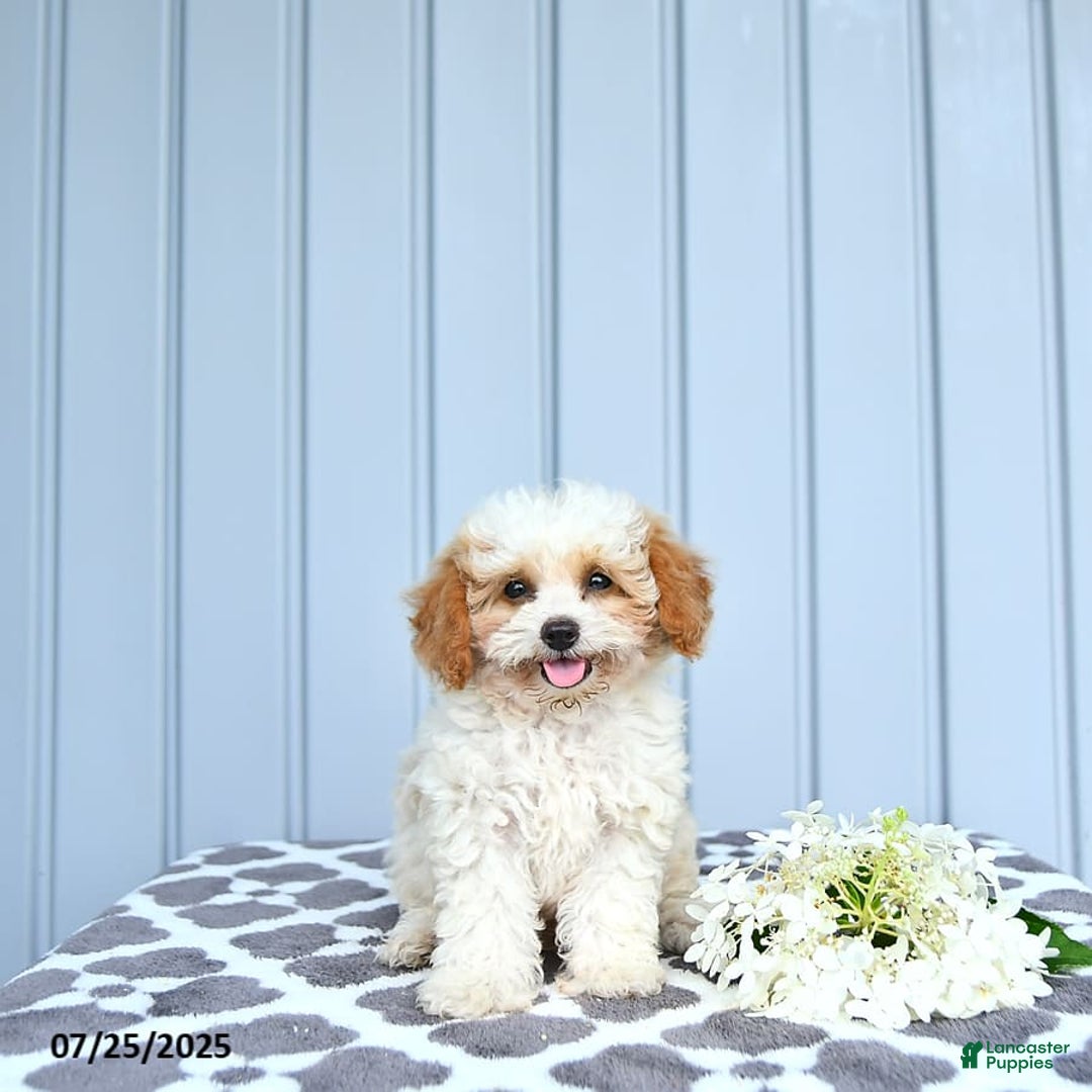 Toy Poodle dogs for sale: Karter - Image 7