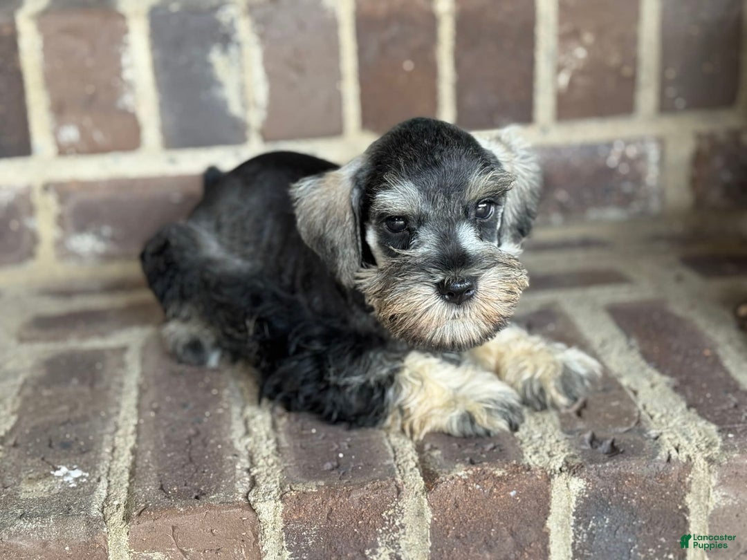 Miniature Schnauzer dogs for sale: Gypsy Male 1 - Image 6