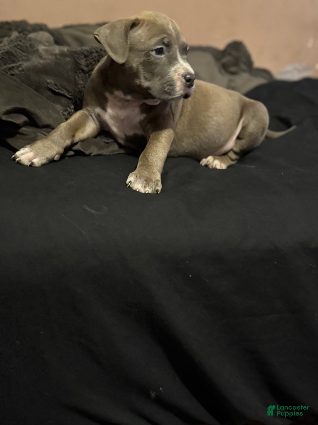 American Bully dogs for sale: Dozer - Image 8