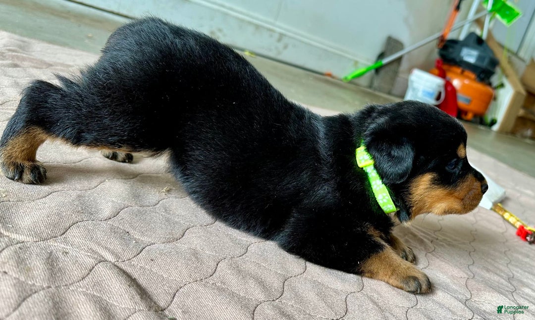 Rottweiler dogs for sale: Green Collar - Image 2