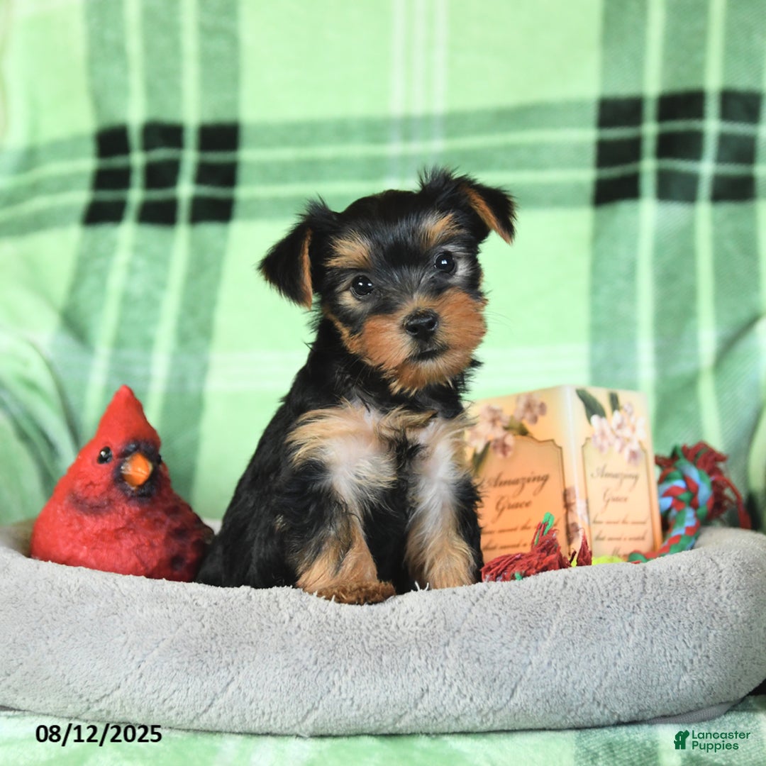 Yorkshire Terrier dogs for sale: Lulu - Image 1