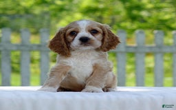 Cocker Spaniel dogs for sale: Tanner - Image 6