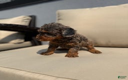 Toy Poodle dogs for sale: Lilly Teacup 5lbs - Image 3