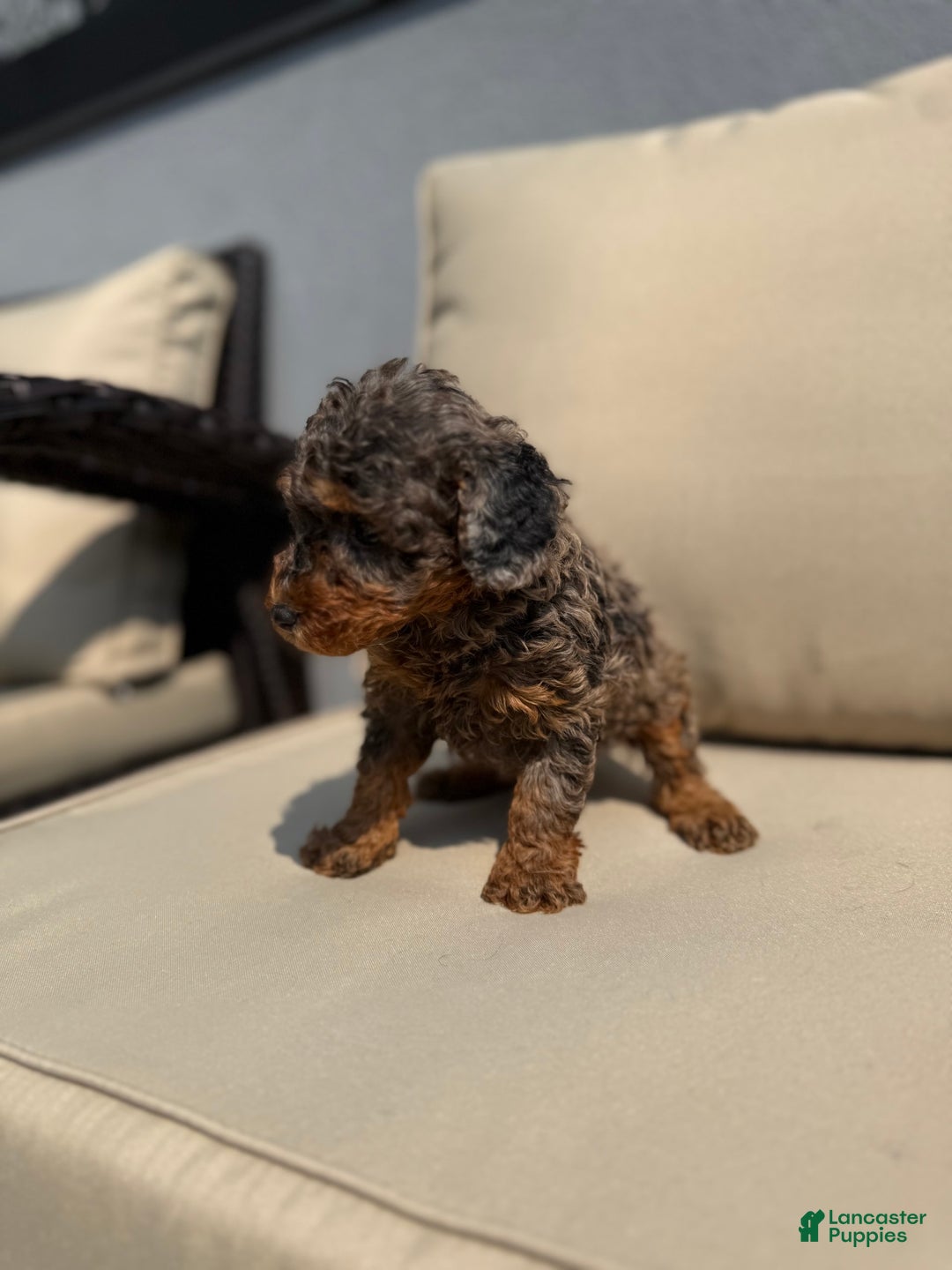 Toy Poodle dogs for sale: Lilly Teacup 5lbs - Image 3
