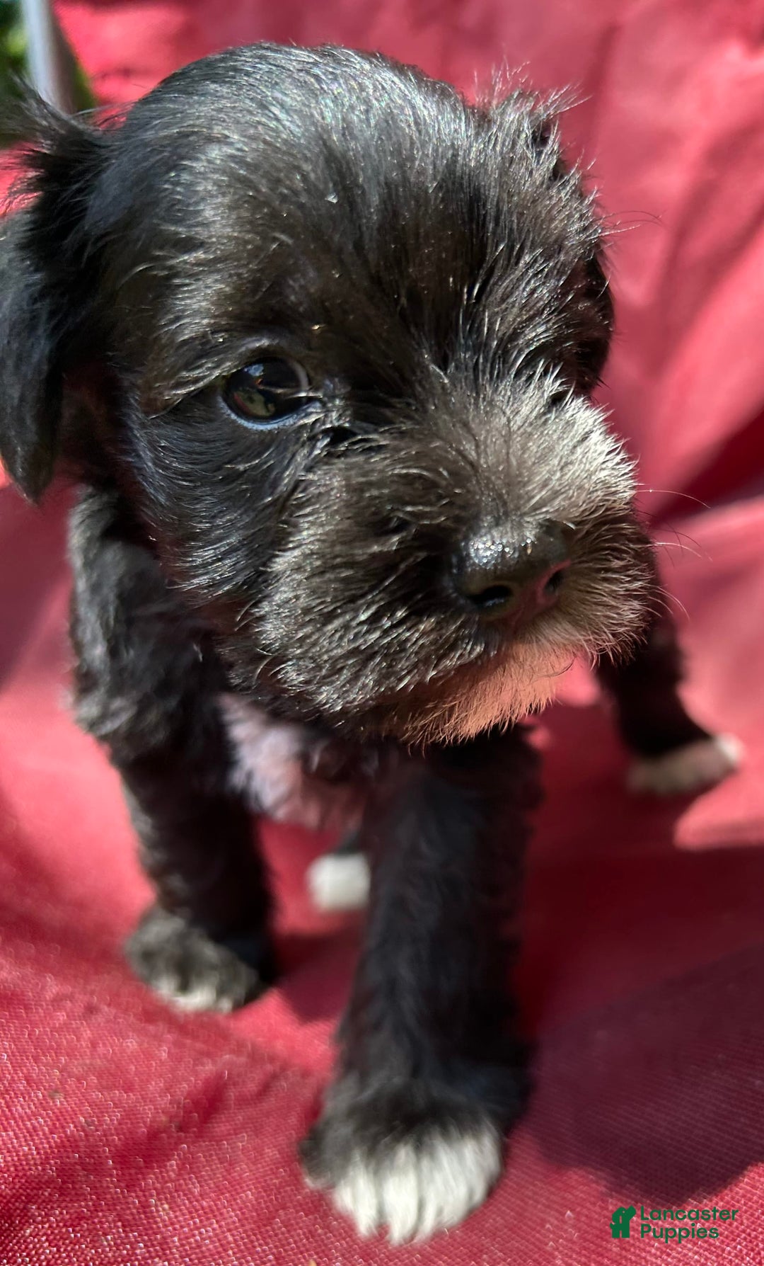 Miniature Schnauzer dogs for sale: Ellie - Image 9