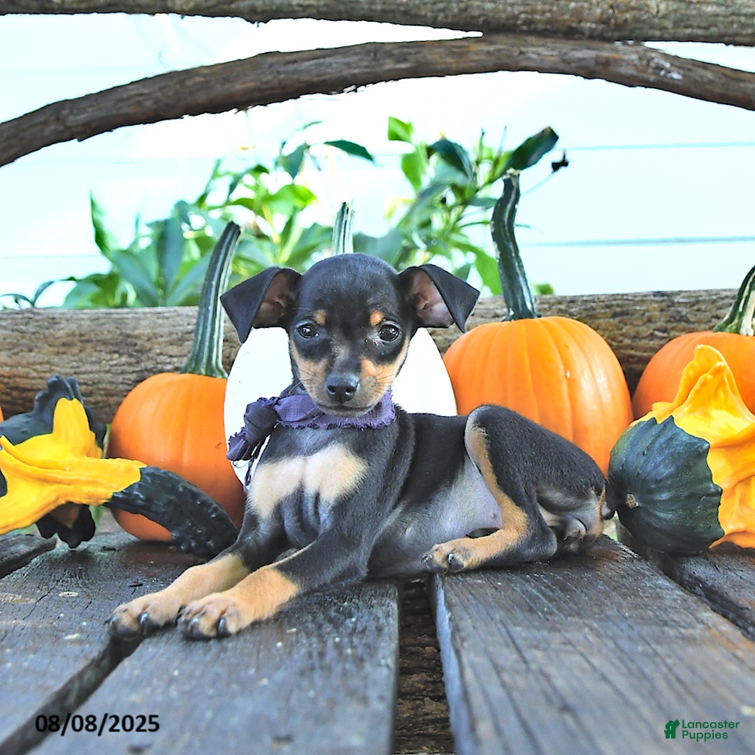 Miniature Pinscher dogs for sale: Fern - Image 2