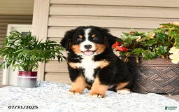Bernese Mountain Dog dogs for sale: Bruno - Image 9