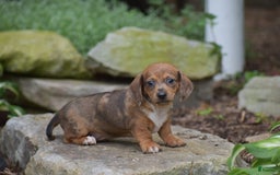 Dachshund dogs for sale: Willow - Image 3