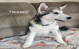 Alaskan Malamute dogs for sale: Tikaani - Image 1