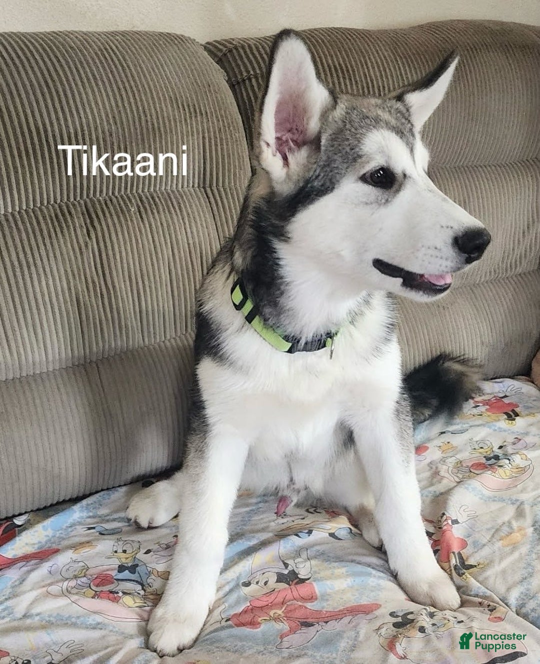 Alaskan Malamute dogs for sale: Tikaani - Image 1