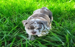 English Bulldog dogs for sale: Pebbles - Image 9