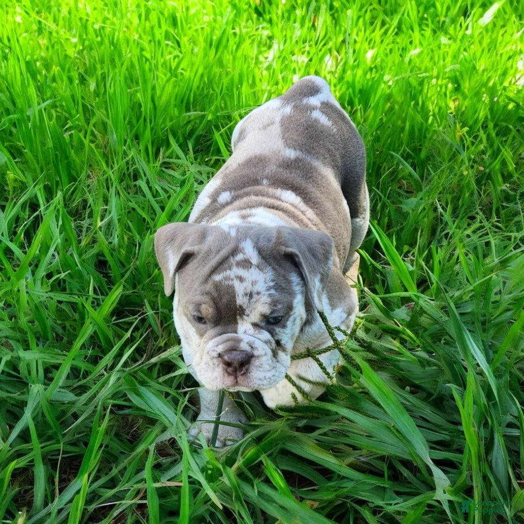 English Bulldog dogs for sale: Pebbles - Image 9