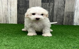 Maltipoo dogs for sale: Jesse - Image 1