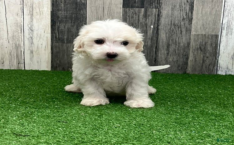 Maltipoo dogs for sale - Ad 4