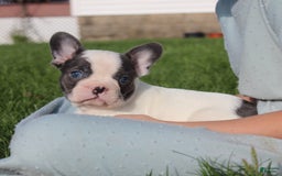 French Bulldog dogs for sale: Stiles - Image 7