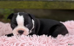 Frenchton dogs for sale: Jodi - Image 13