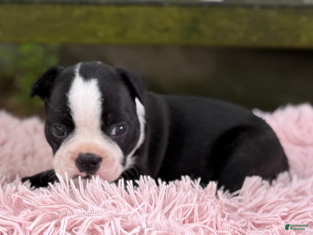 Frenchton dogs for sale: Jodi - Image 13