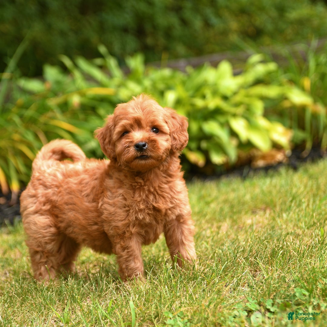 Mini Goldendoodle dogs for sale: Ruby - Image 2