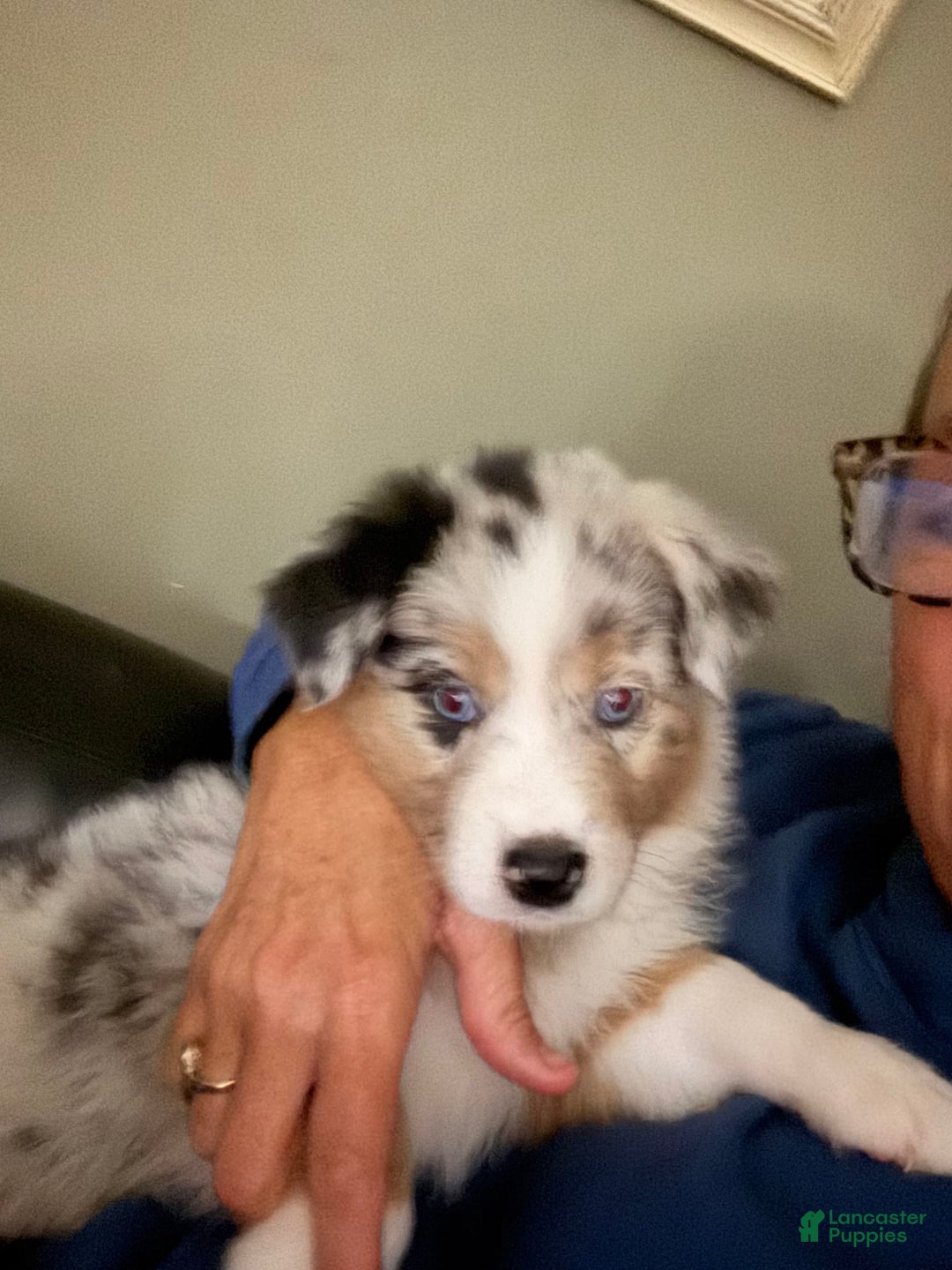 Australian Shepherd dogs for sale: Kiwi - Image 4
