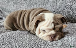 English Bulldog dogs for sale: Groza - Image 8