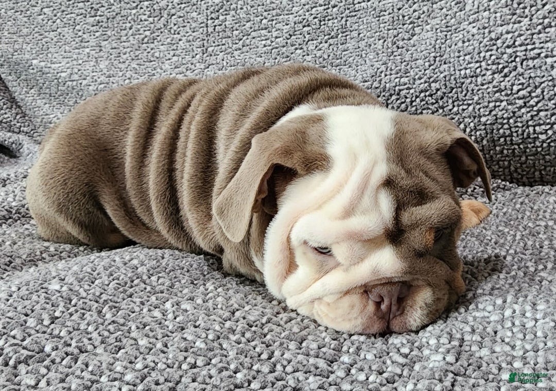 English Bulldog dogs for sale: Groza - Image 8