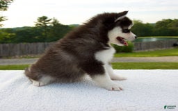 Pomsky dogs for sale: Libby - Image 9